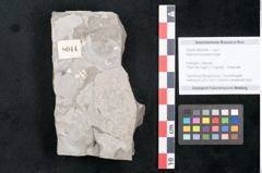 Foto (Objekt + Etikett) von Sophora europaea Unger (NHMW-GEO-2024-0188-8044)